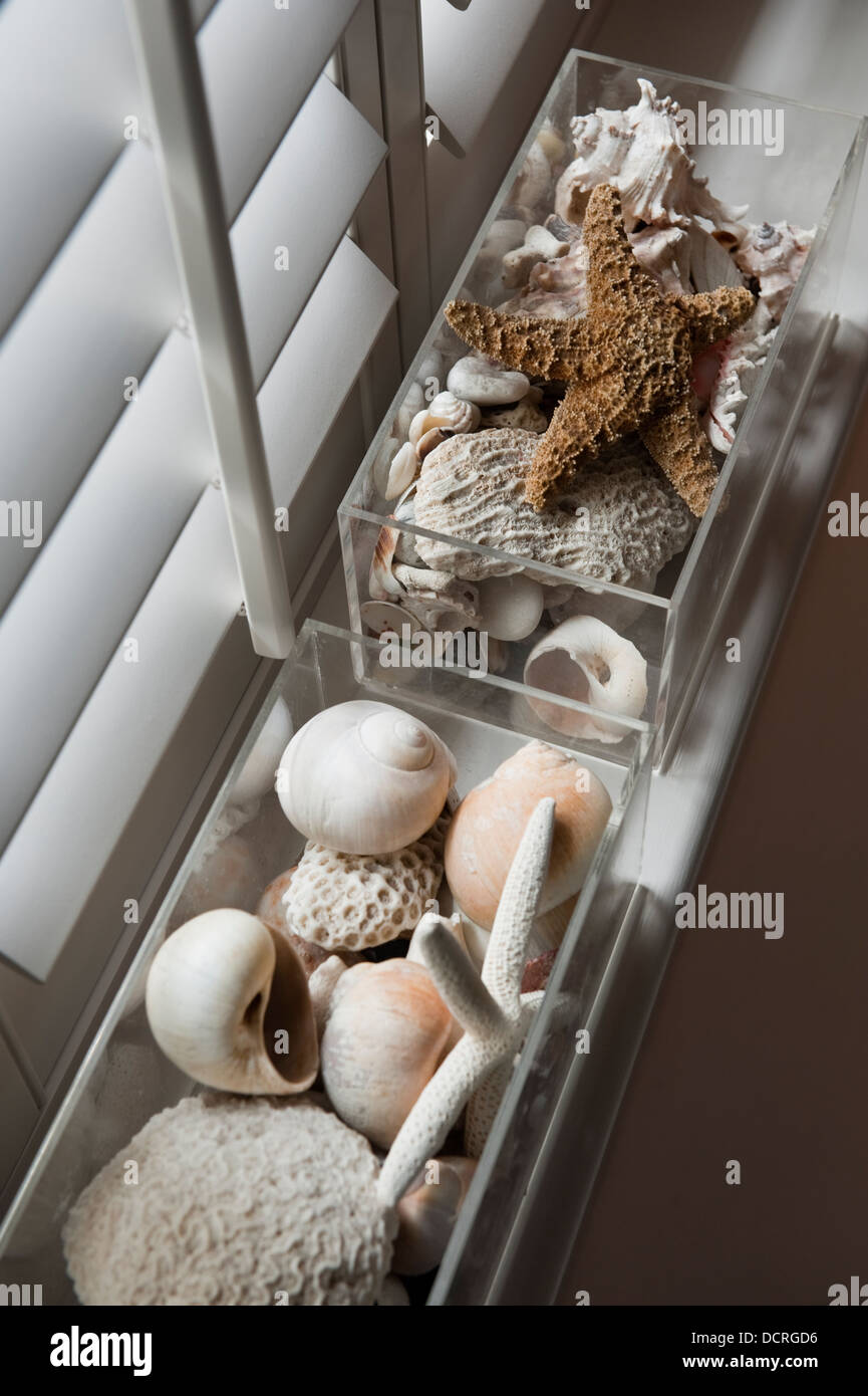 Collection of seashells and a starfish London city apartment bathroom Stock Photo