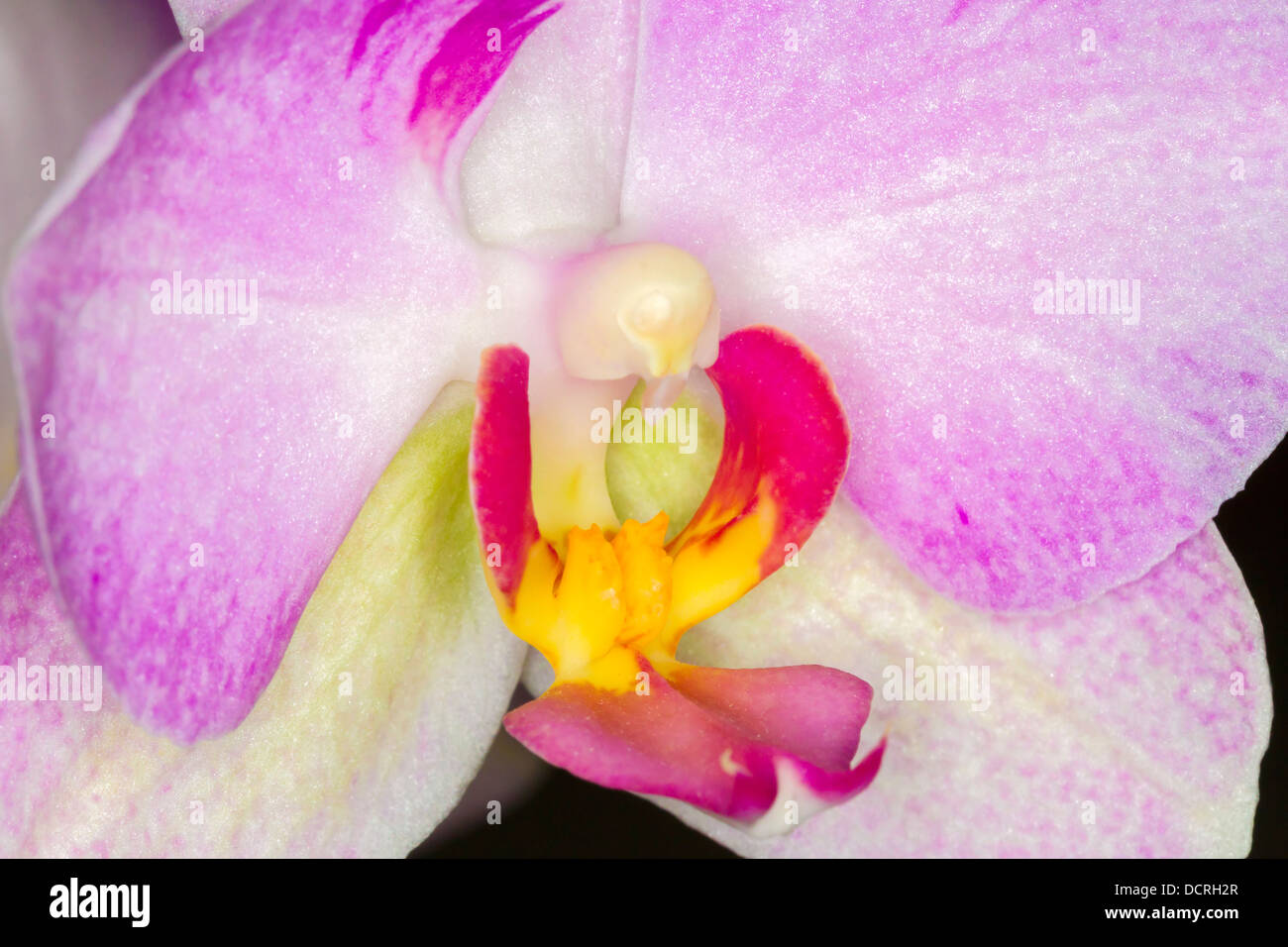 Close-up of a Pink Orchid house plant. Stock Photo