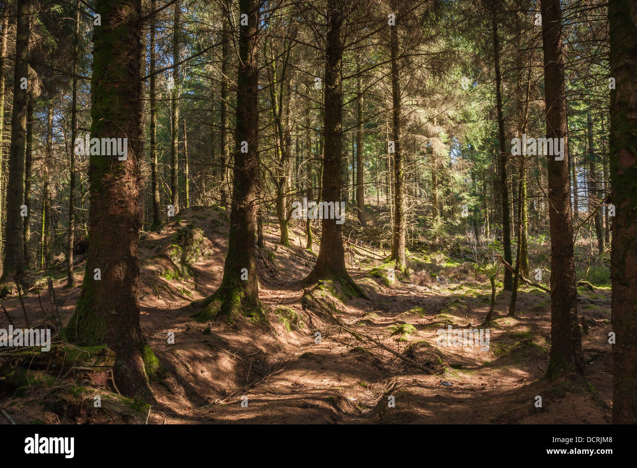 Woodland scene with dappled sunlight, Snowdonia National Park, Gwynedd, Wales, United Kingdom Stock Photo