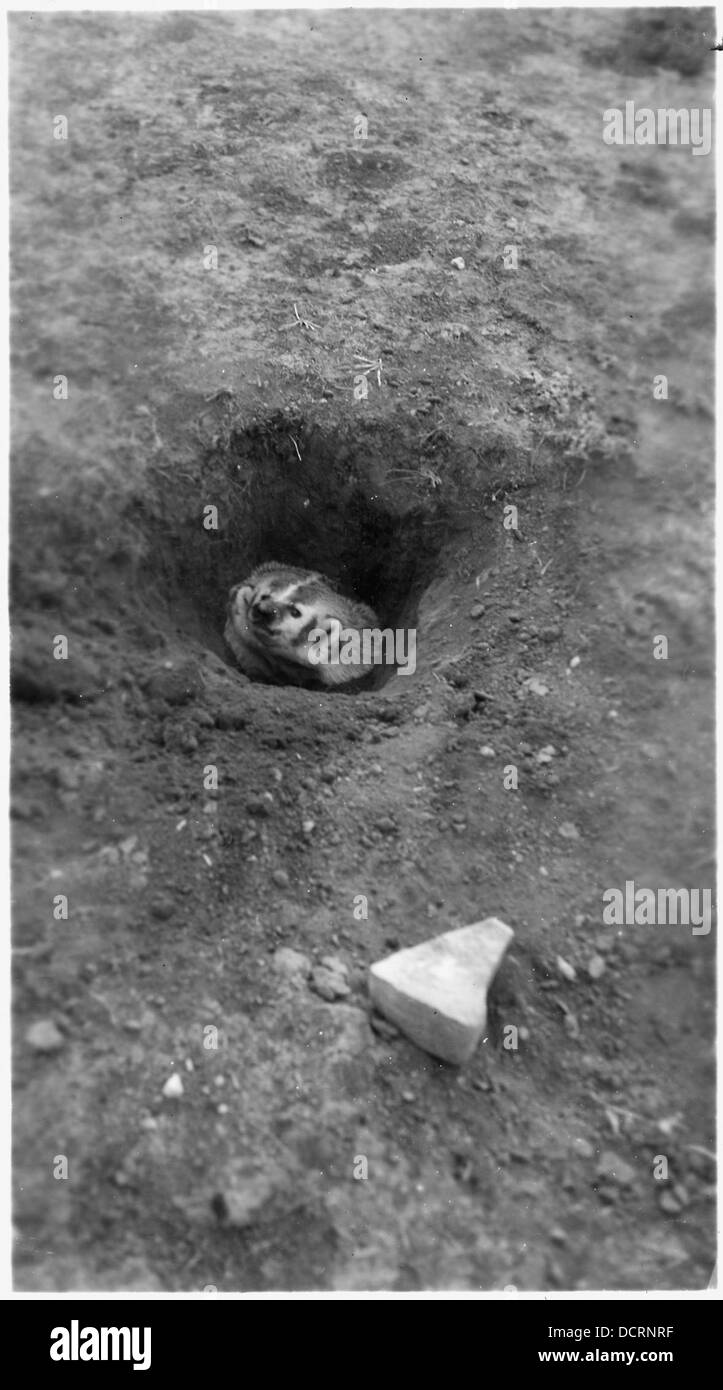 A badger in its hole 285995 Stock Photo Alamy