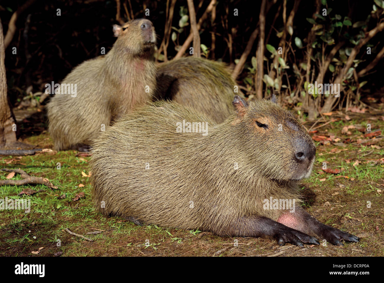 Brazil, Mato Grosso: Family of Capybaras (Hydrochoerus hydrochoerus) at the margin of Rio Mutúm in Northern Pantanal Stock Photo