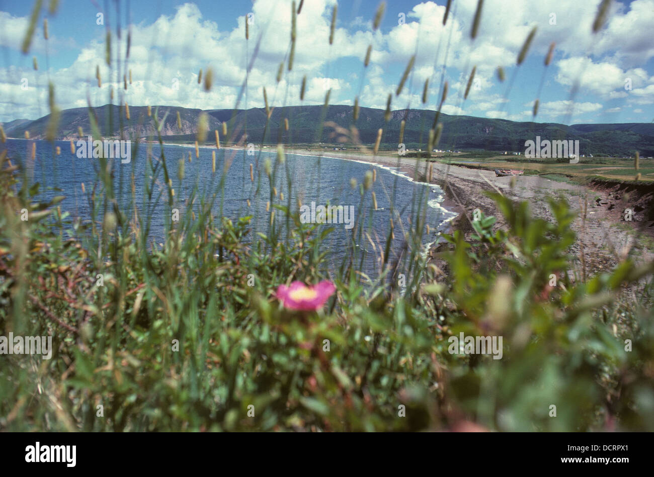 Roses and timothy hay, seaside, Cape Breton Island, Nova Scotia Canada