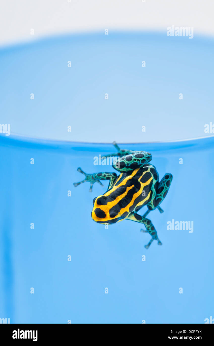 Black, Yellow And Blue Poison Dart Frog (Dendrobates Ventrimaculatus) Sitting On The Edge Of A Drinking Glass Stock Photo