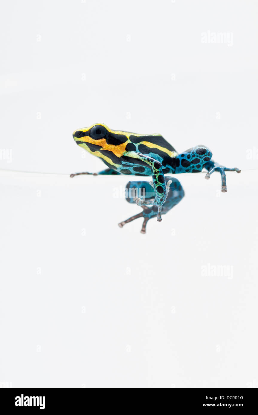 Black, Yellow And Blue Poison Dart Frog (Dendrobates Ventrimaculatus) Sitting On The Edge Of A Drinking Glass Stock Photo