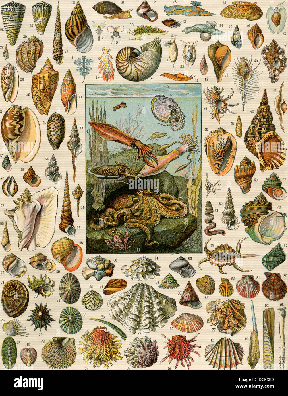 Varieties of molluscs, including scallop, clam, conch, snail, and squid. Color lithograph Stock Photo