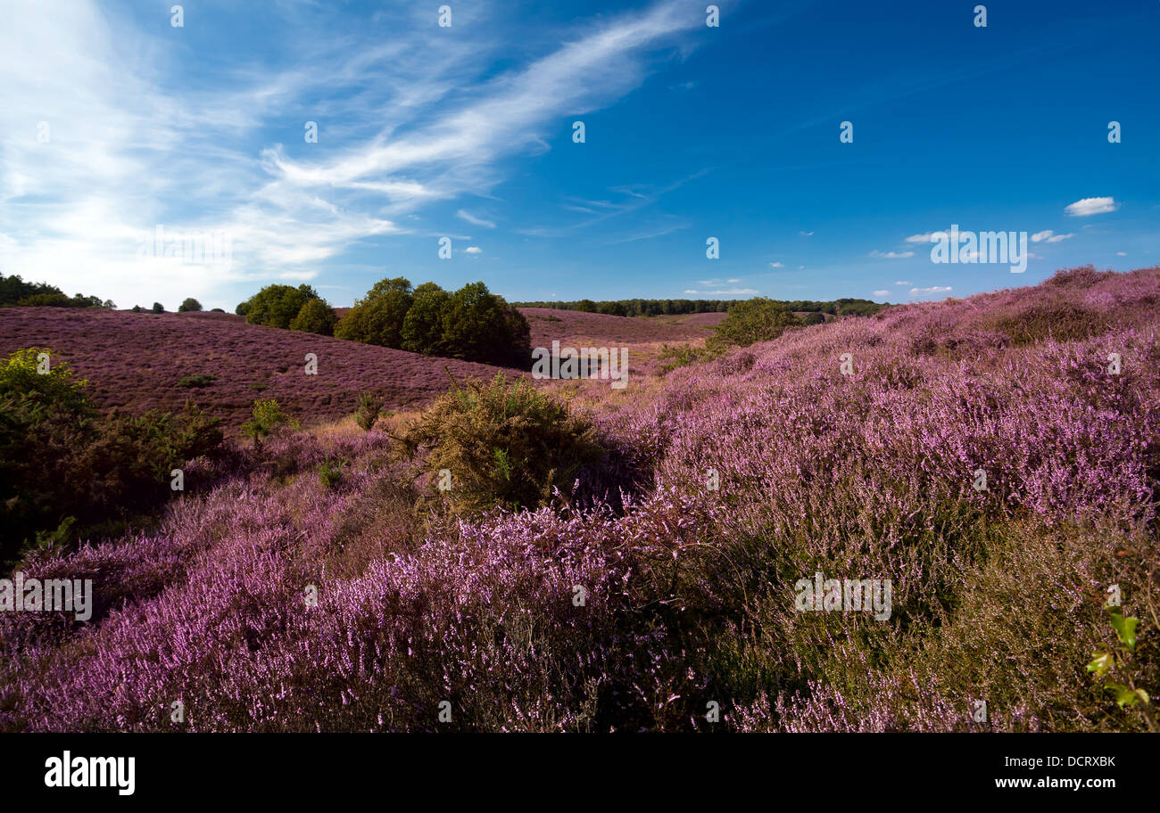 flowering heather on hills Stock Photo