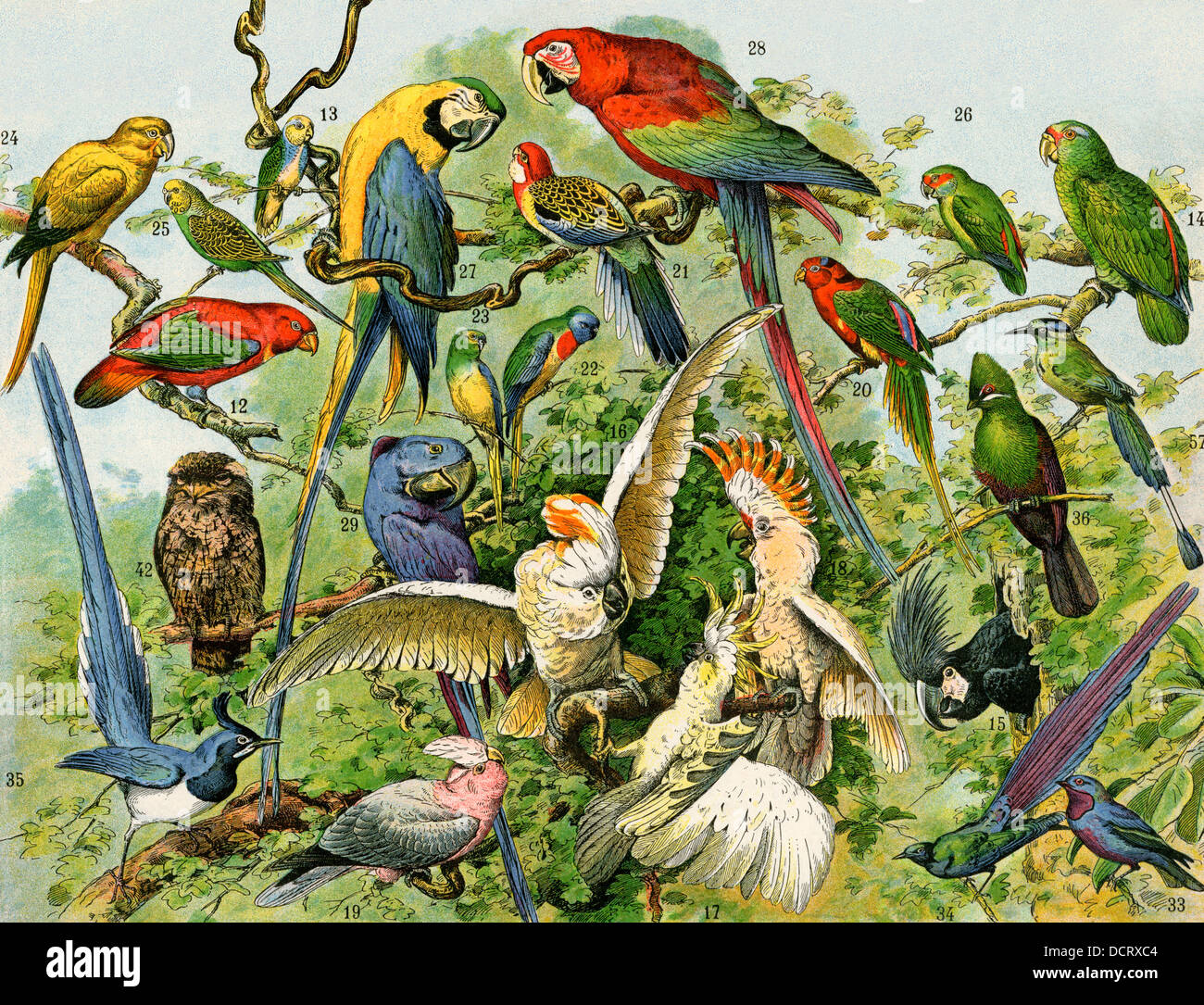 Parrots, cockatoos, and other jungle birds. Color lithograph Stock Photo