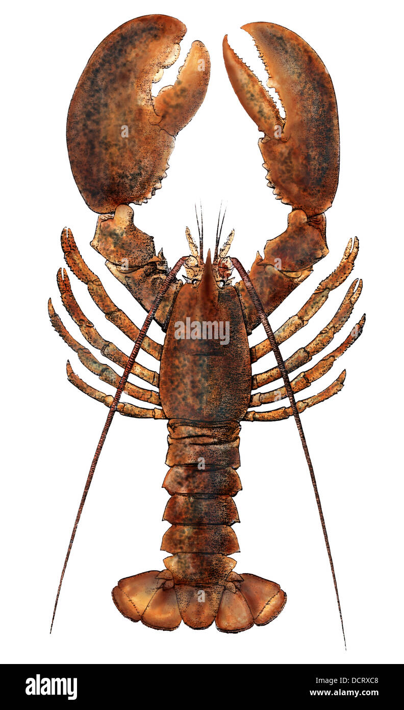 American lobster, from a specimen in Eastport, Maine, 1880s. Hand