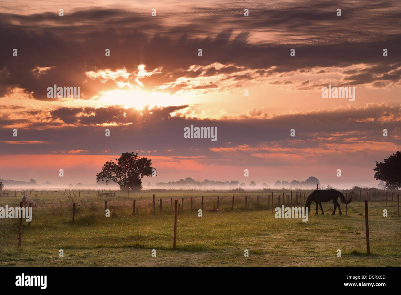 Pasture Morning horse silhouette on morning pasture Stock Photo - Alamy