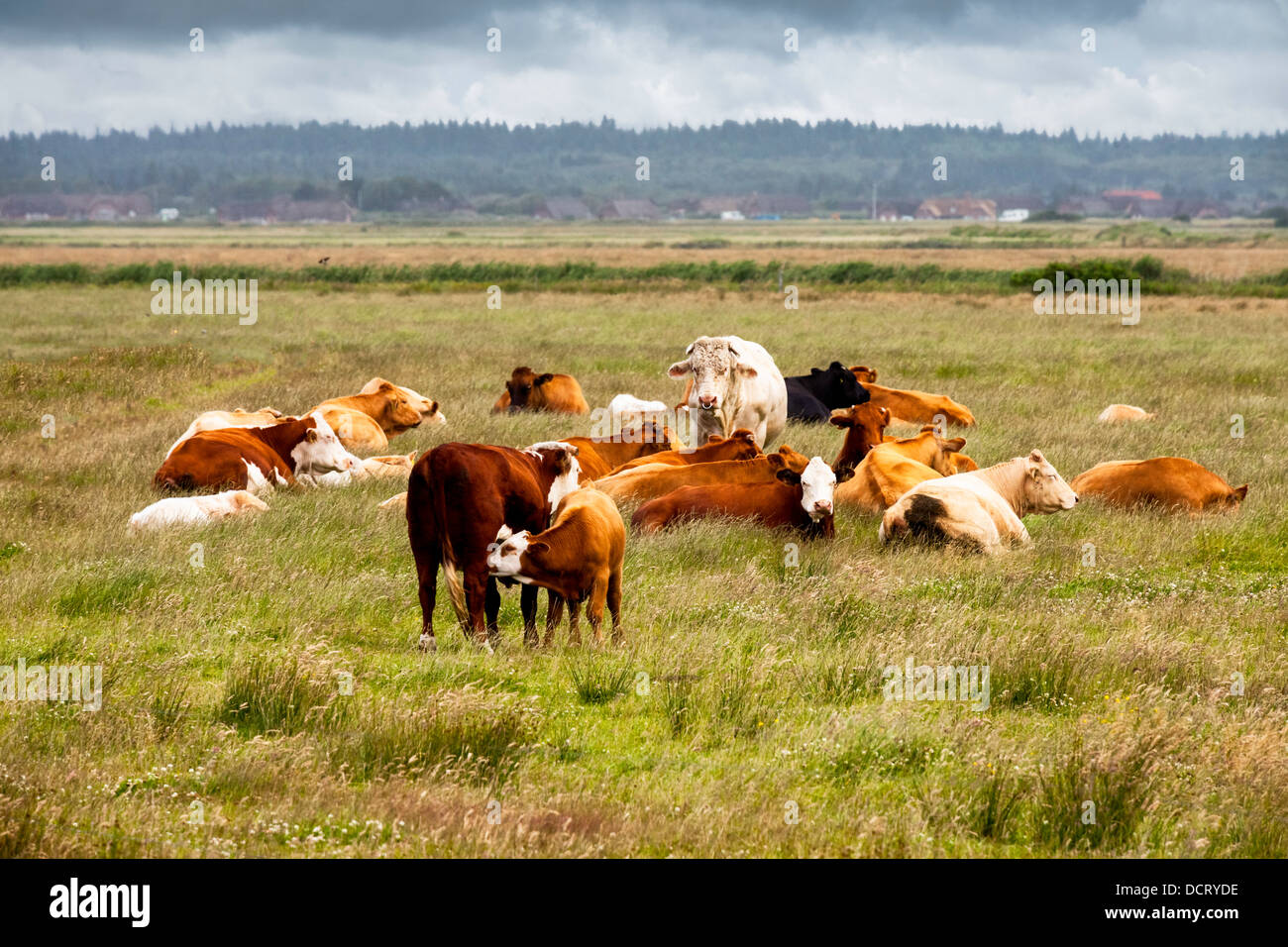 Herd of cows resting in a green meadow Stock Photo - Alamy
