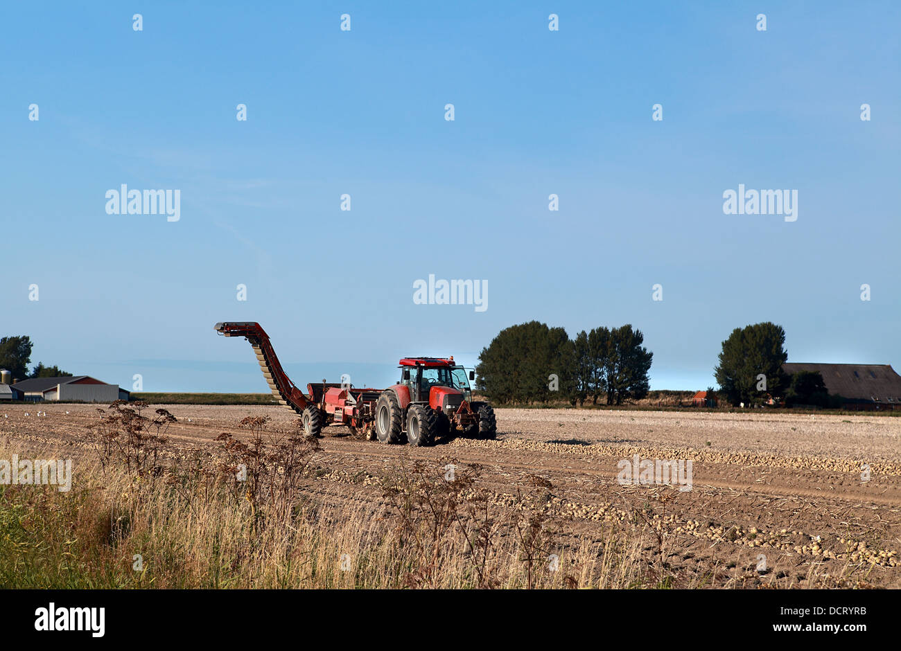 tractor on potato field Stock Photo