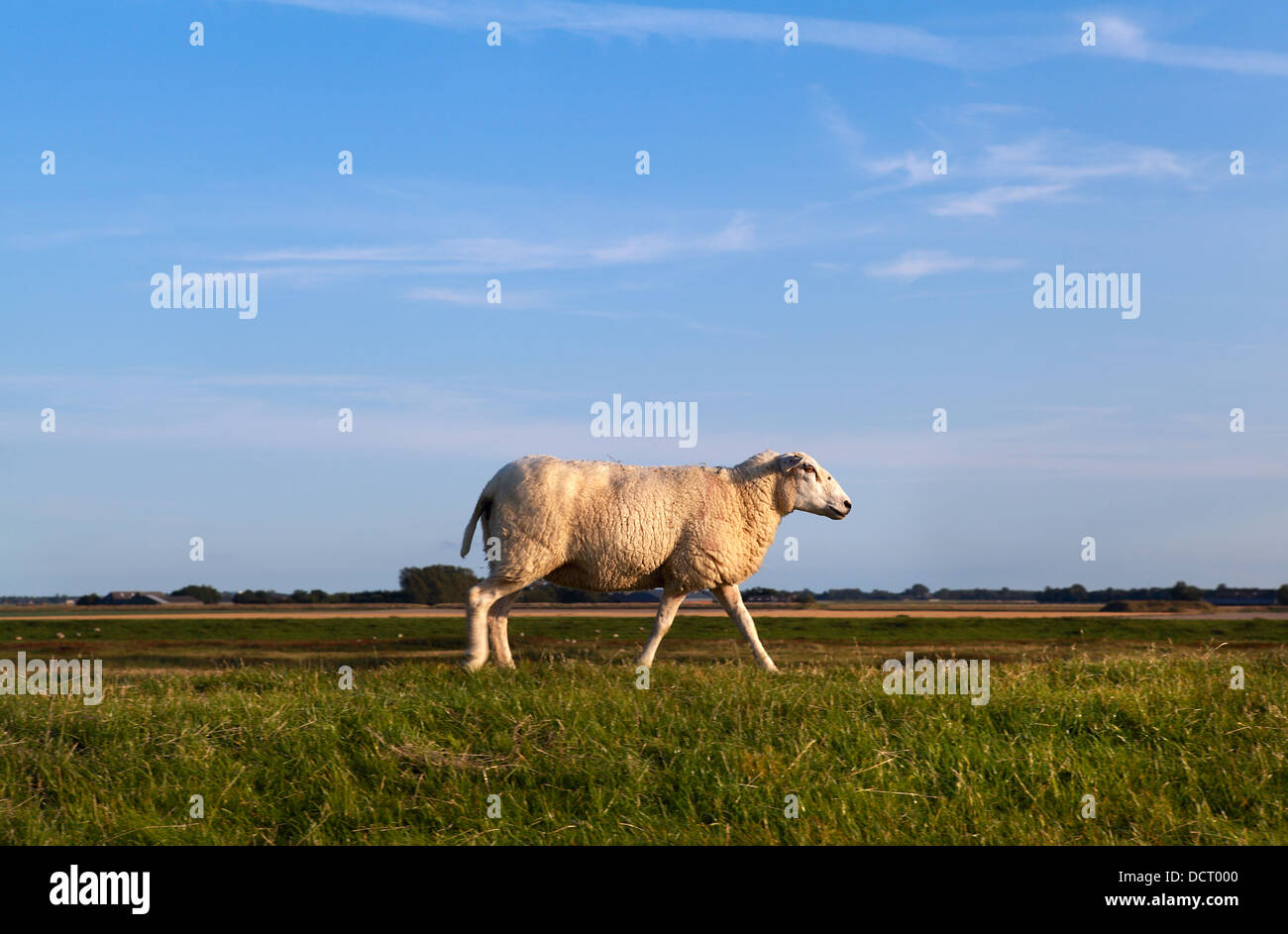 running sheep Stock Photo - Alamy