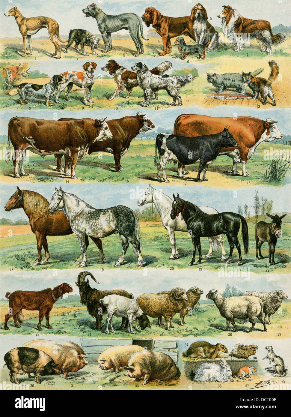 Dogs, cats, cattle, horses, goats, sheep, hogs, and other domesticated