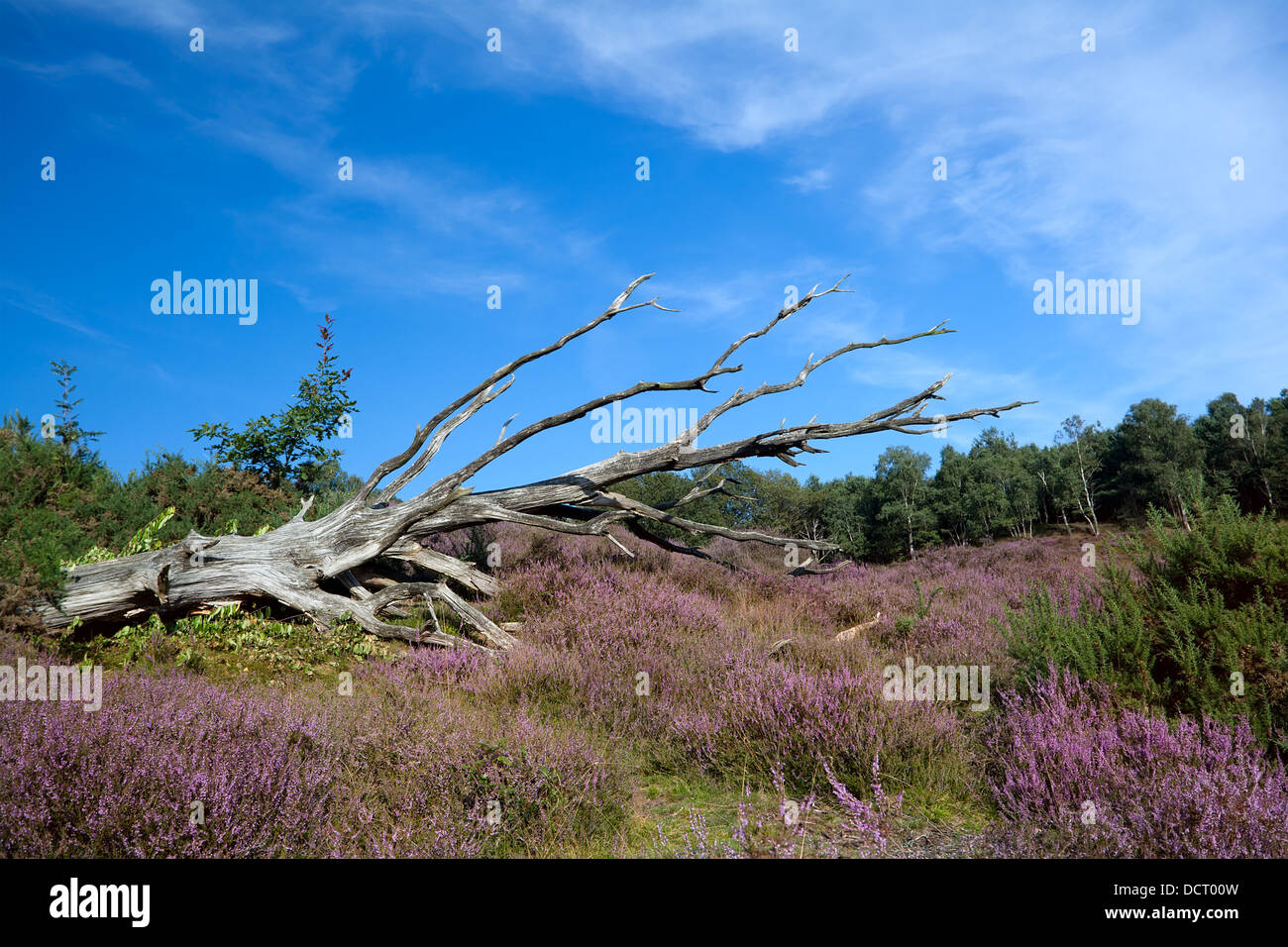 heather land Stock Photo