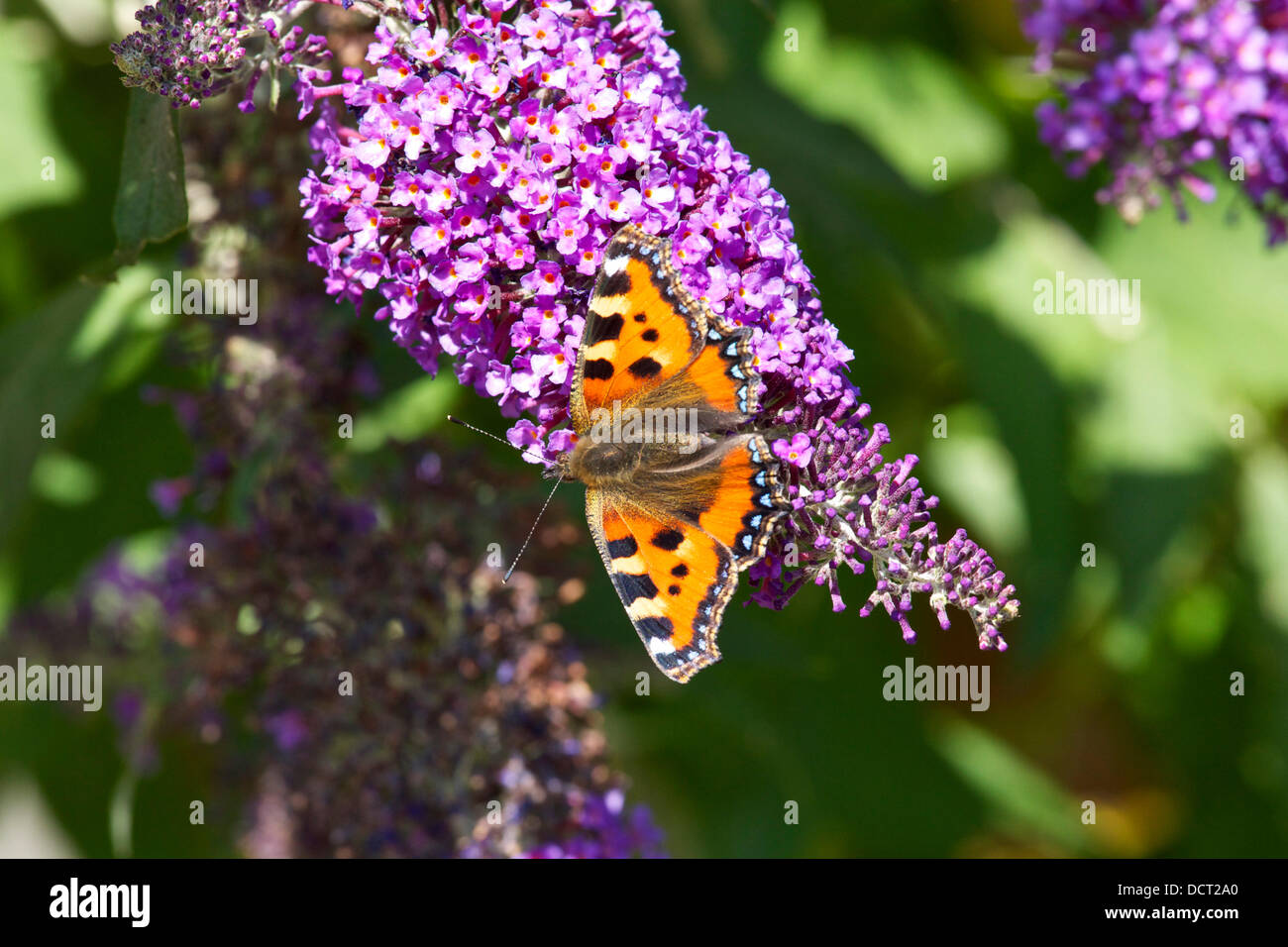 Faversham Kent UK - 21 August 2013 : The continuing good weather in the south east proves a blessing for the butterflies. The Small Tortoiseshell (Aglais urticae) has been on the decline in the UK in recent years. One is seen here on a Buddleia. Stock Photo