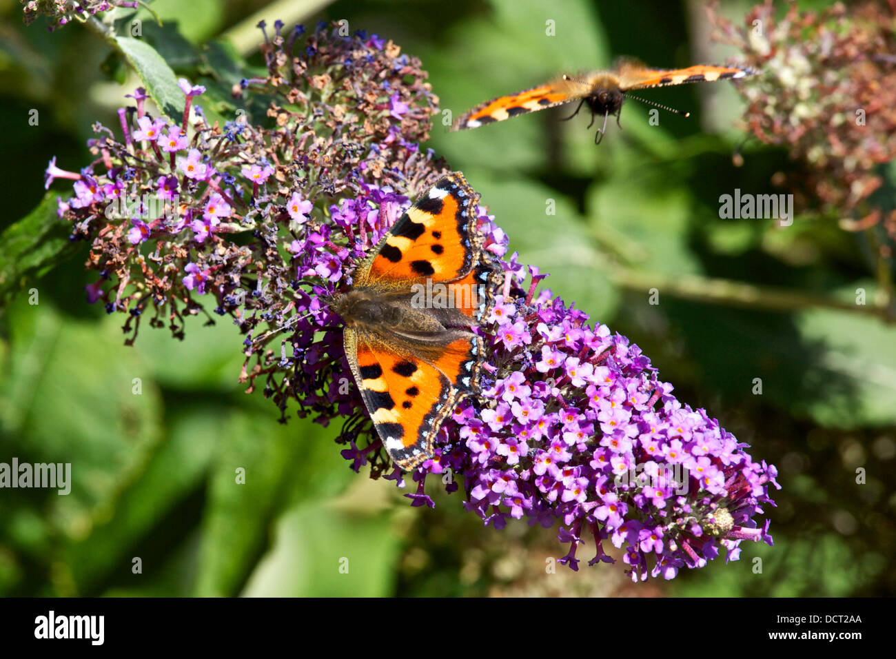 Faversham Kent UK - 21 August 2013 : The continuing good weather in the south east proves a blessing for the butterflies. The Small Tortoiseshell (Aglais urticae) has been on the decline in the UK in recent years. One is seen here on a Buddleia with another flying in. Stock Photo