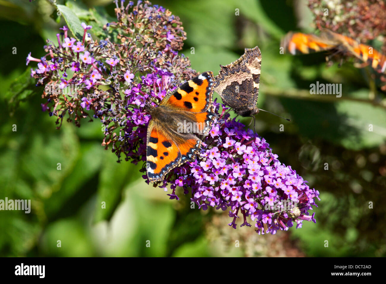 Faversham Kent UK - 21 August 2013 : The continuing good weather in the south east proves a blessing for the butterflies. The Small Tortoiseshell (Aglais urticae) has been on the decline in the UK in recent years. Two are seen here on a Buddleia. Stock Photo