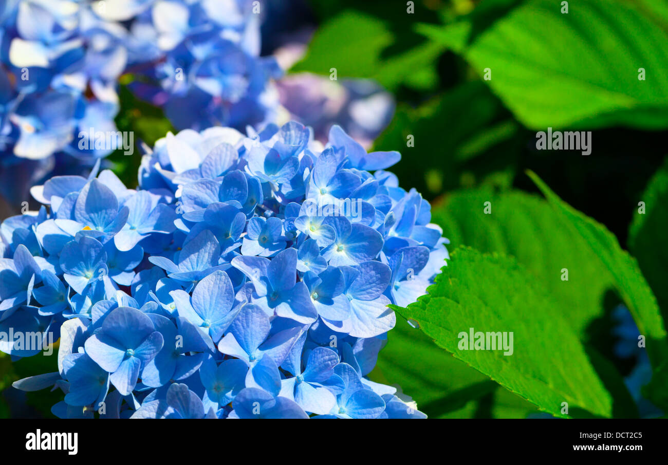 blue flower of Hydrangeaceae Stock Photo