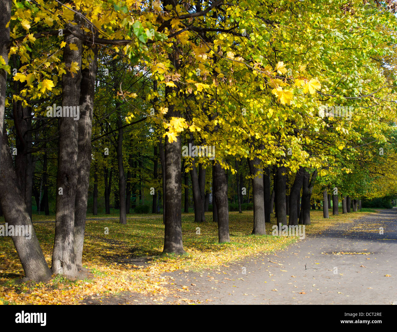 Park in the fall Stock Photo - Alamy