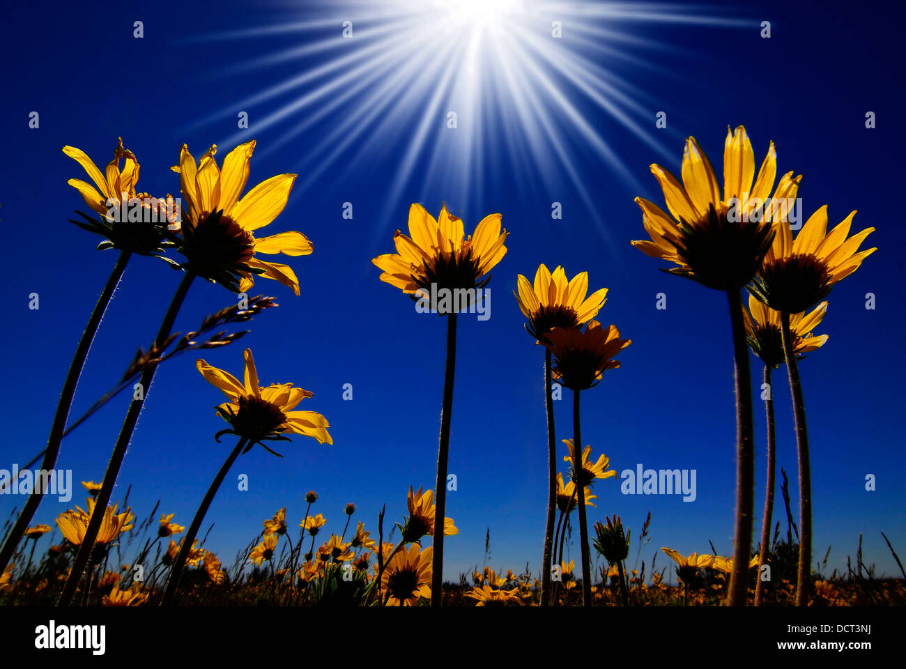 Summer yellow flowers growing up towards sun in blue sky Stock Photo