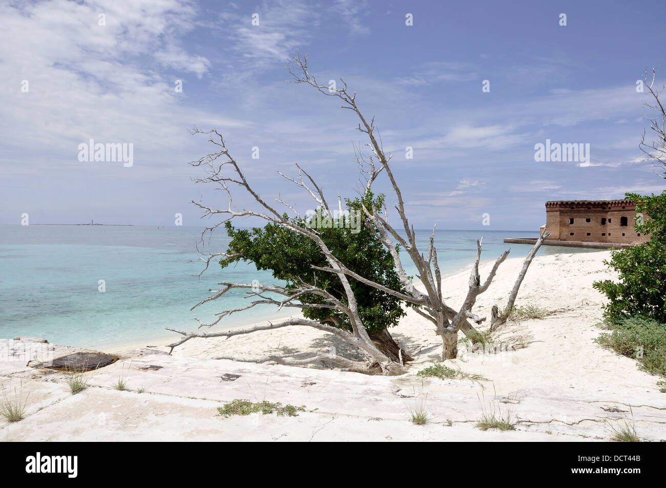 Dead tree on the beach at Fort Jefferson, Dry Tortuga, Florida Stock Photo