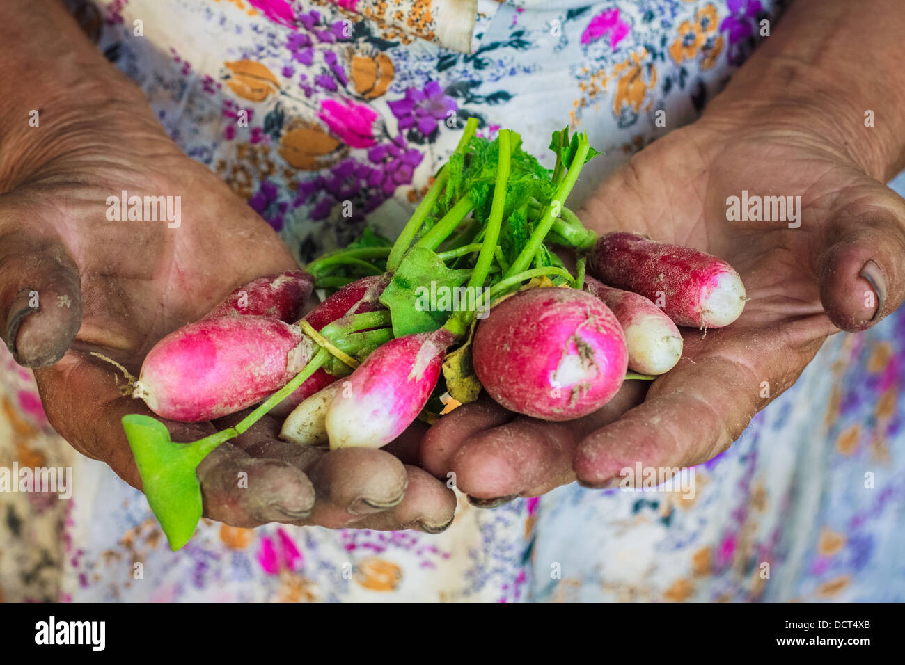 Dirty Hands Holding Freshly Picked Radish From An Organic Garden. Stock Photo