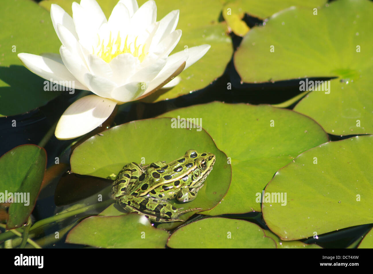 A green frog with black spots on a lily pad next to a water lily in a pond in Winnipeg, Manitoba, Canada Stock Photo