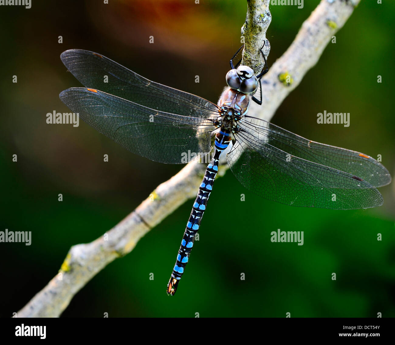 Adult blue dragonfly resting on a branch with wings stretched out Stock Photo
