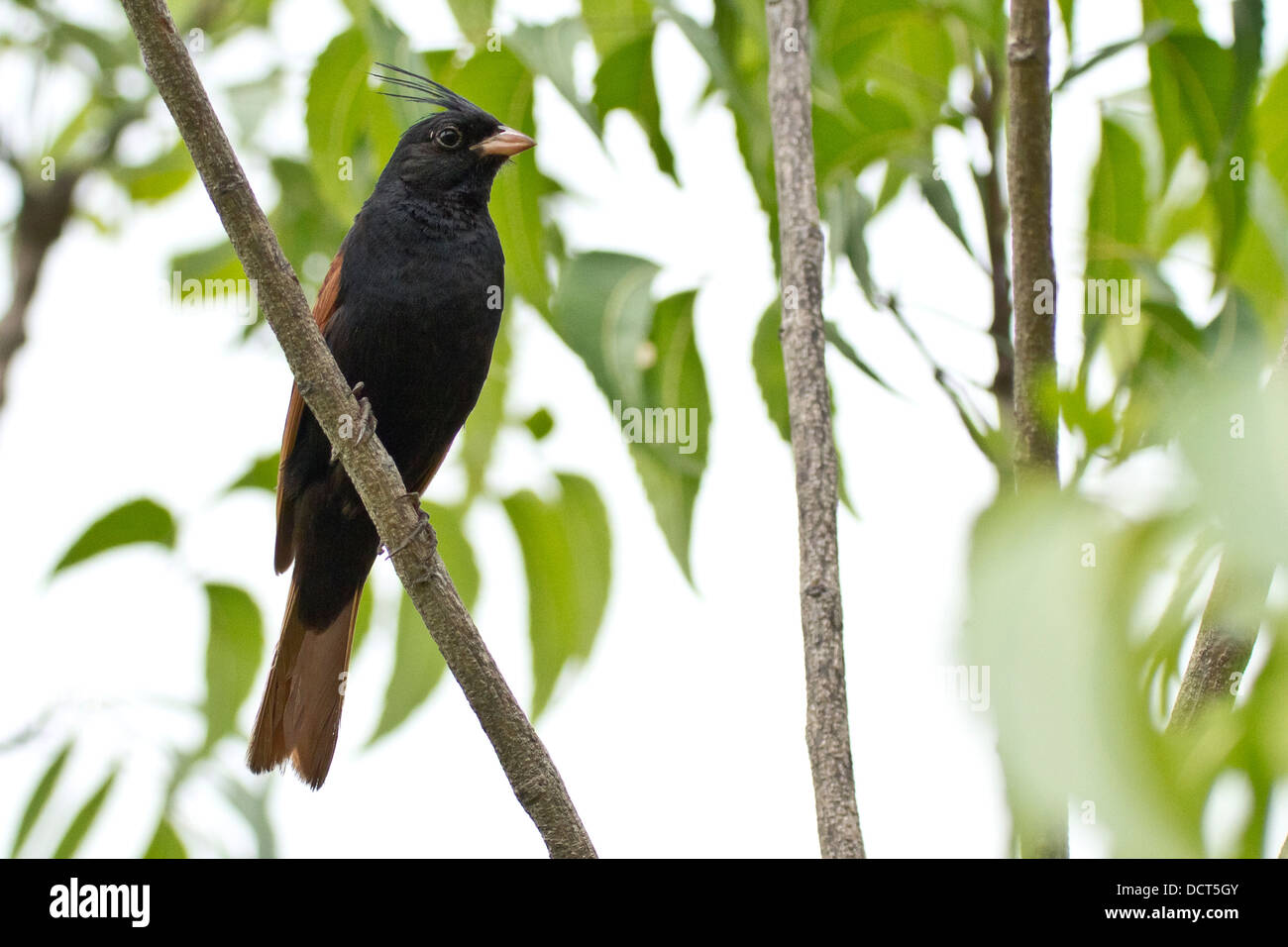 Male Crested Bunting, Melophus lathami Stock Photo