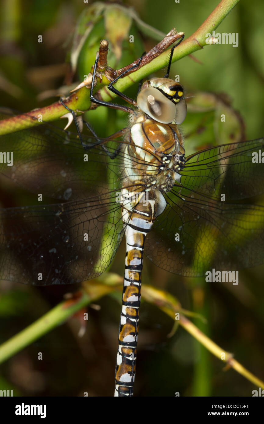 Migrant Hawker. Aeshna mixta (Aeshnidae) Stock Photo