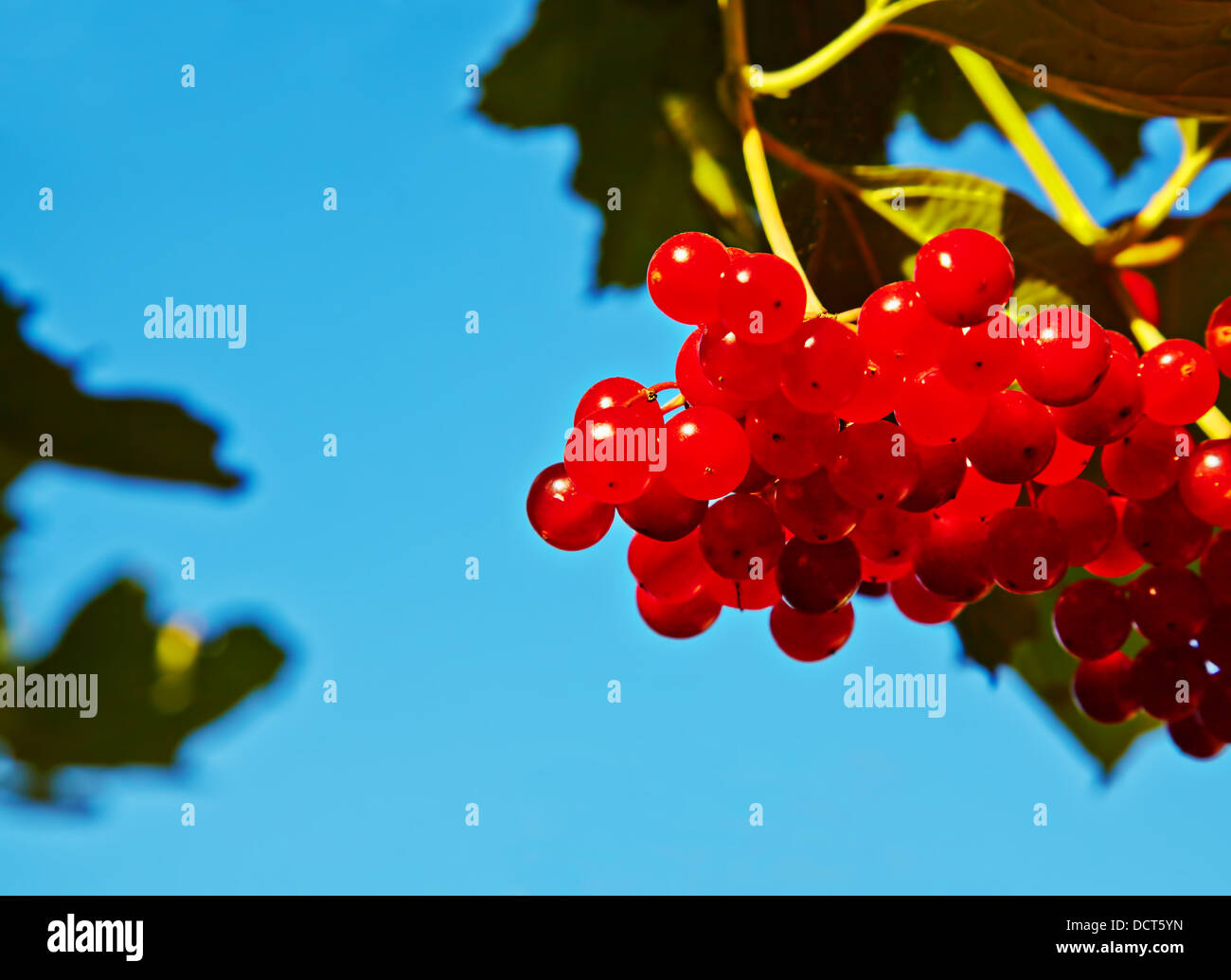 Viburnum bush with red berryes bunches on sky background. Selective focus Stock Photo