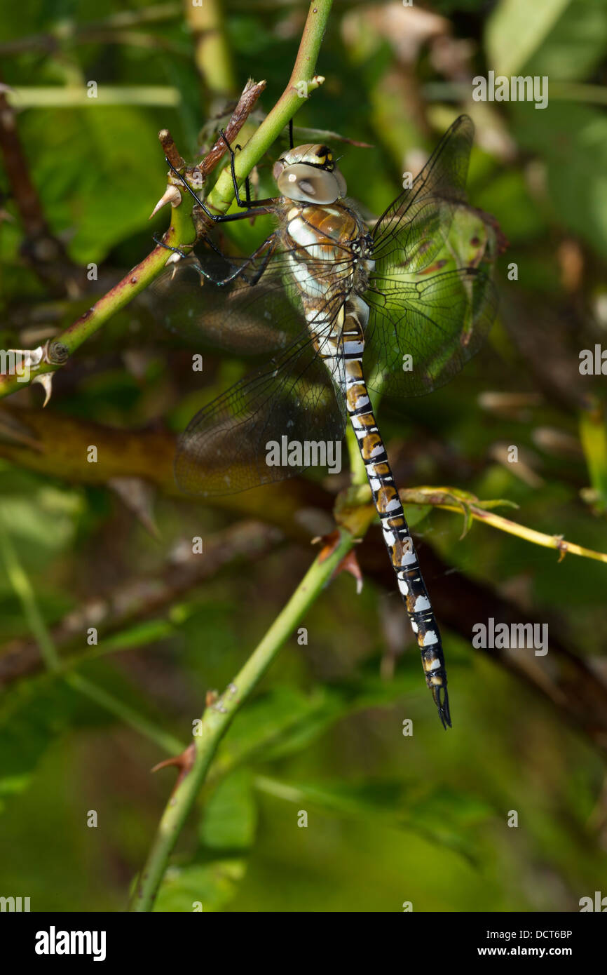 Migrant Hawker. Aeshna mixta (Aeshnidae) Stock Photo