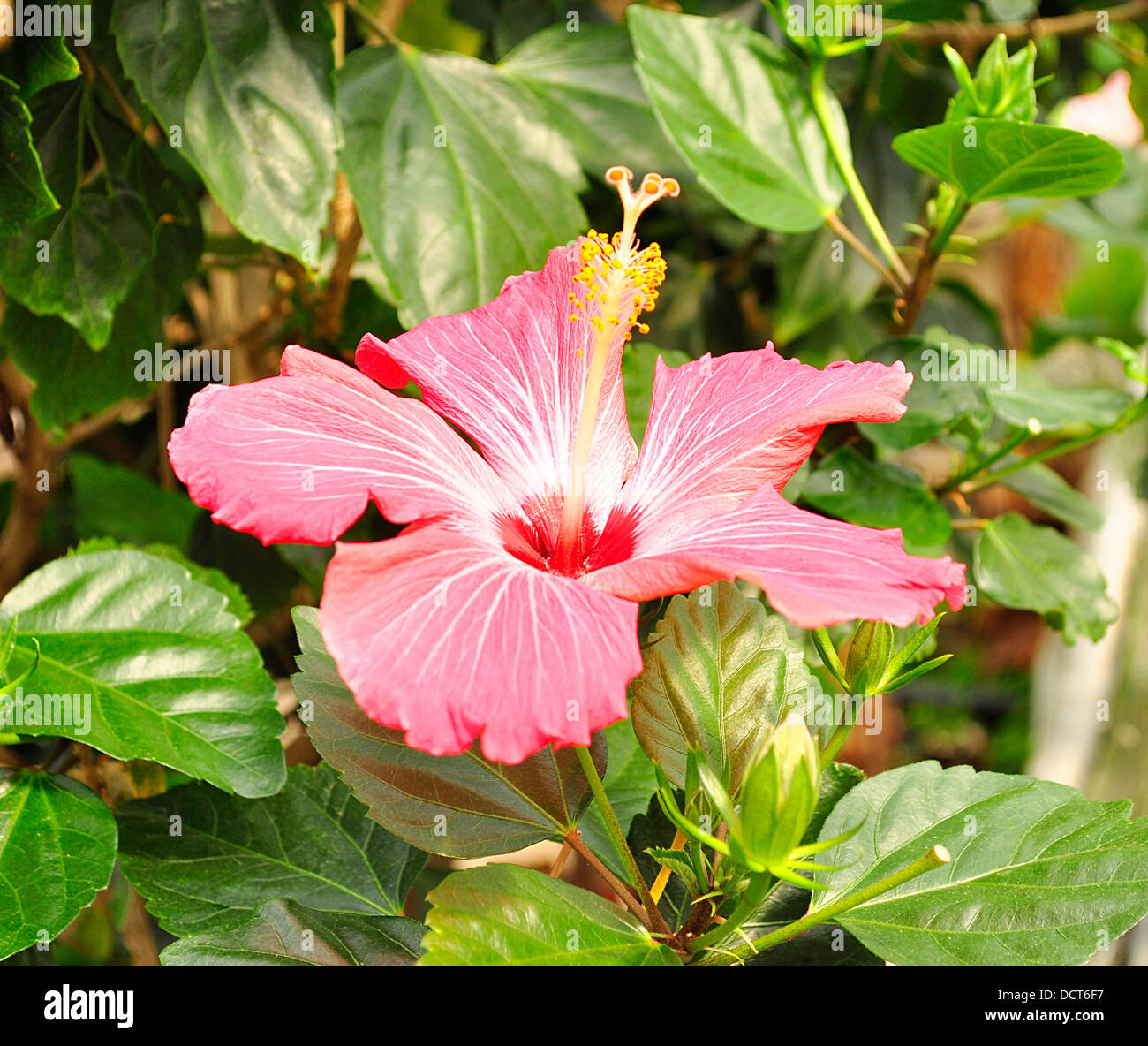 Hibiscus full bloom hi-res stock photography and images - Alamy