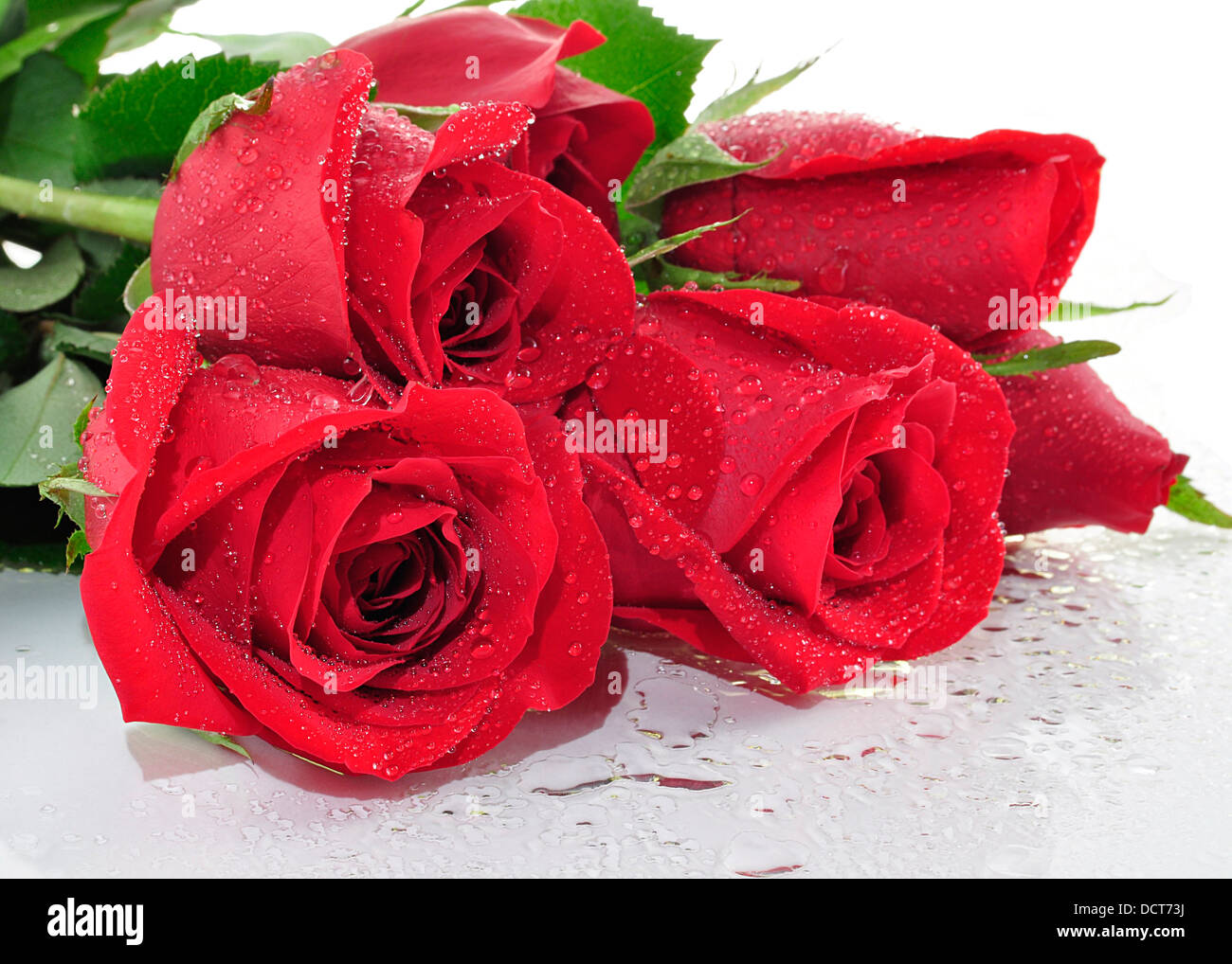Rose bud drop hi-res stock photography and images - Alamy