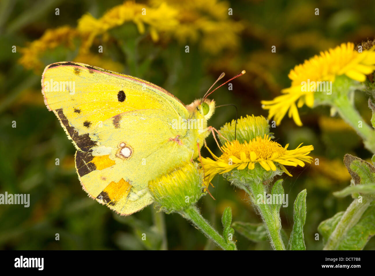 Clouded Yellow. Colias croceus (Pieridae) Butterfly. Stock Photo