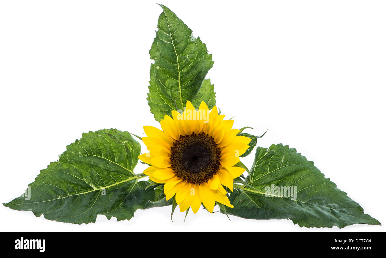 Sunflowers isolated on white background Stock Photo - Alamy