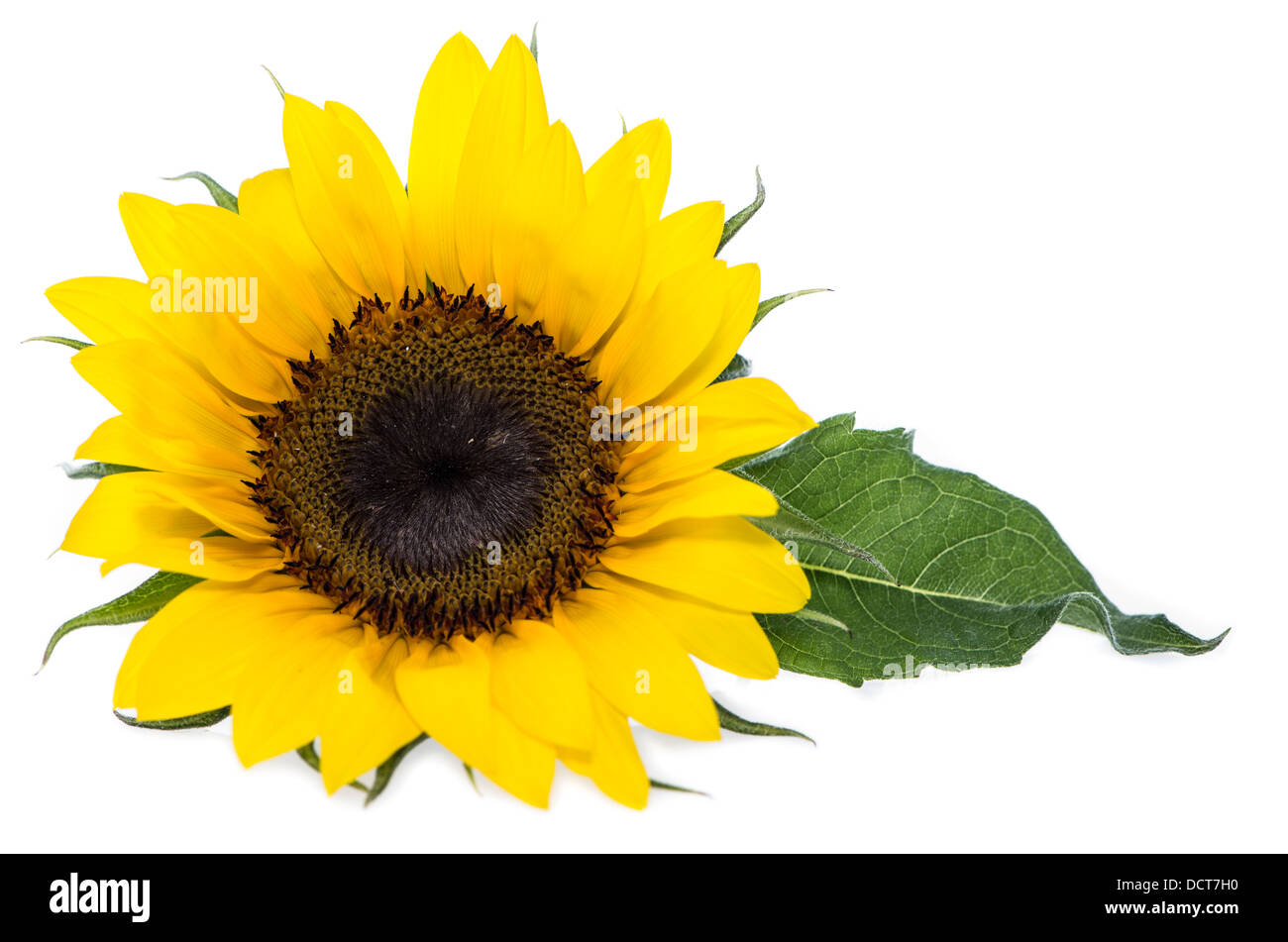 Sunflowers isolated on white background Stock Photo - Alamy