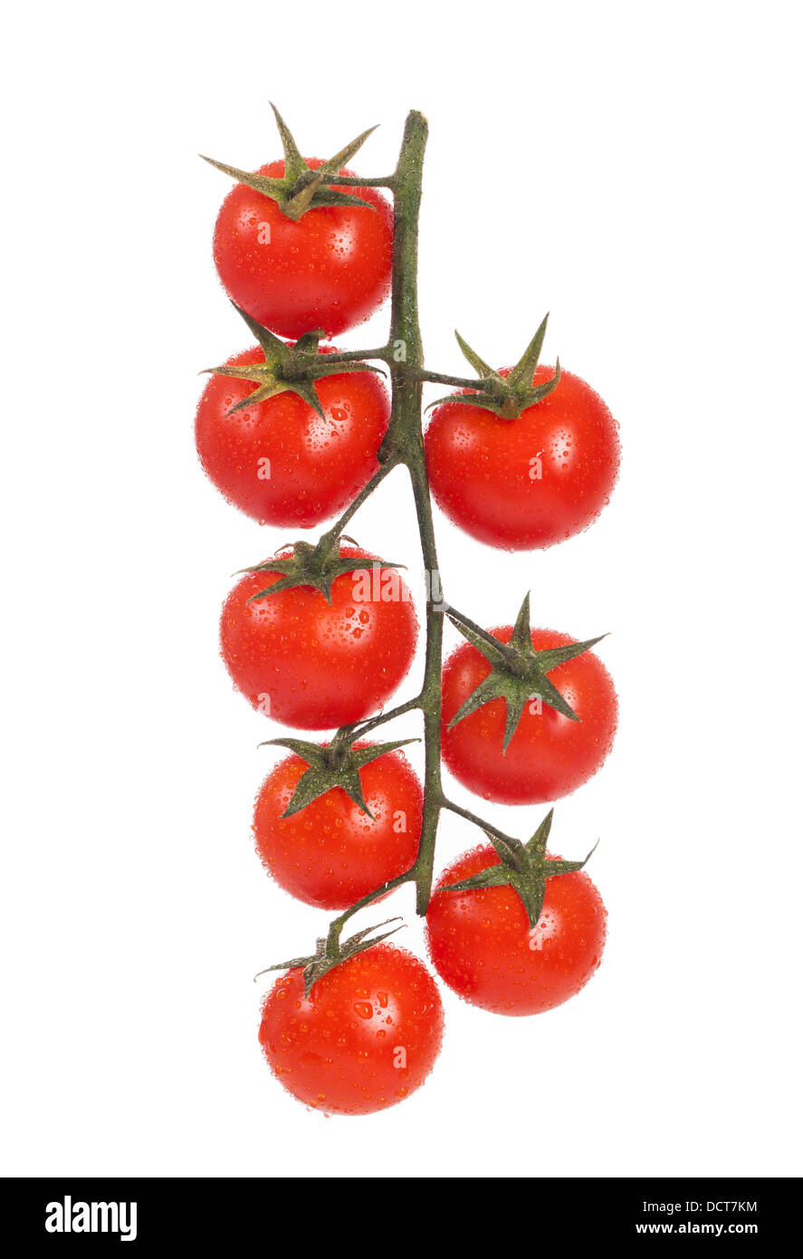 Fresh cherry tomatoes on a branch Stock Photo - Alamy