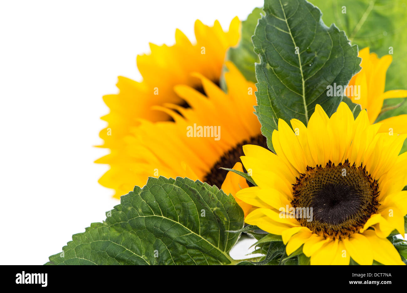 Sunflowers isolated on white background Stock Photo - Alamy