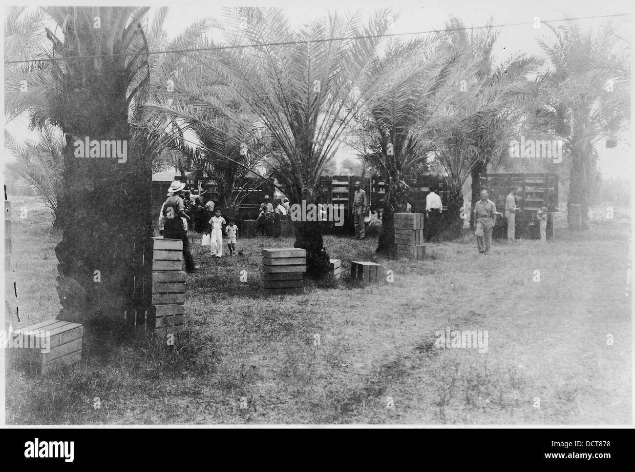 CCC Camp BR74 Yuma Project Gadsden Park, Arizona, Photo of CCC trucks in background. showing