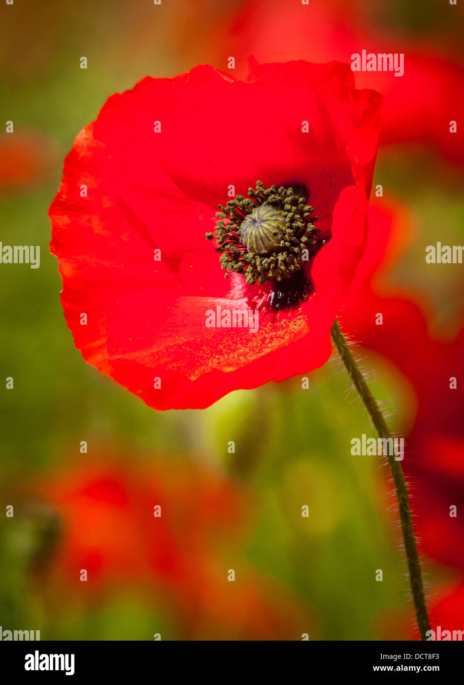 Large remembrance poppy hi-res stock photography and images - Alamy