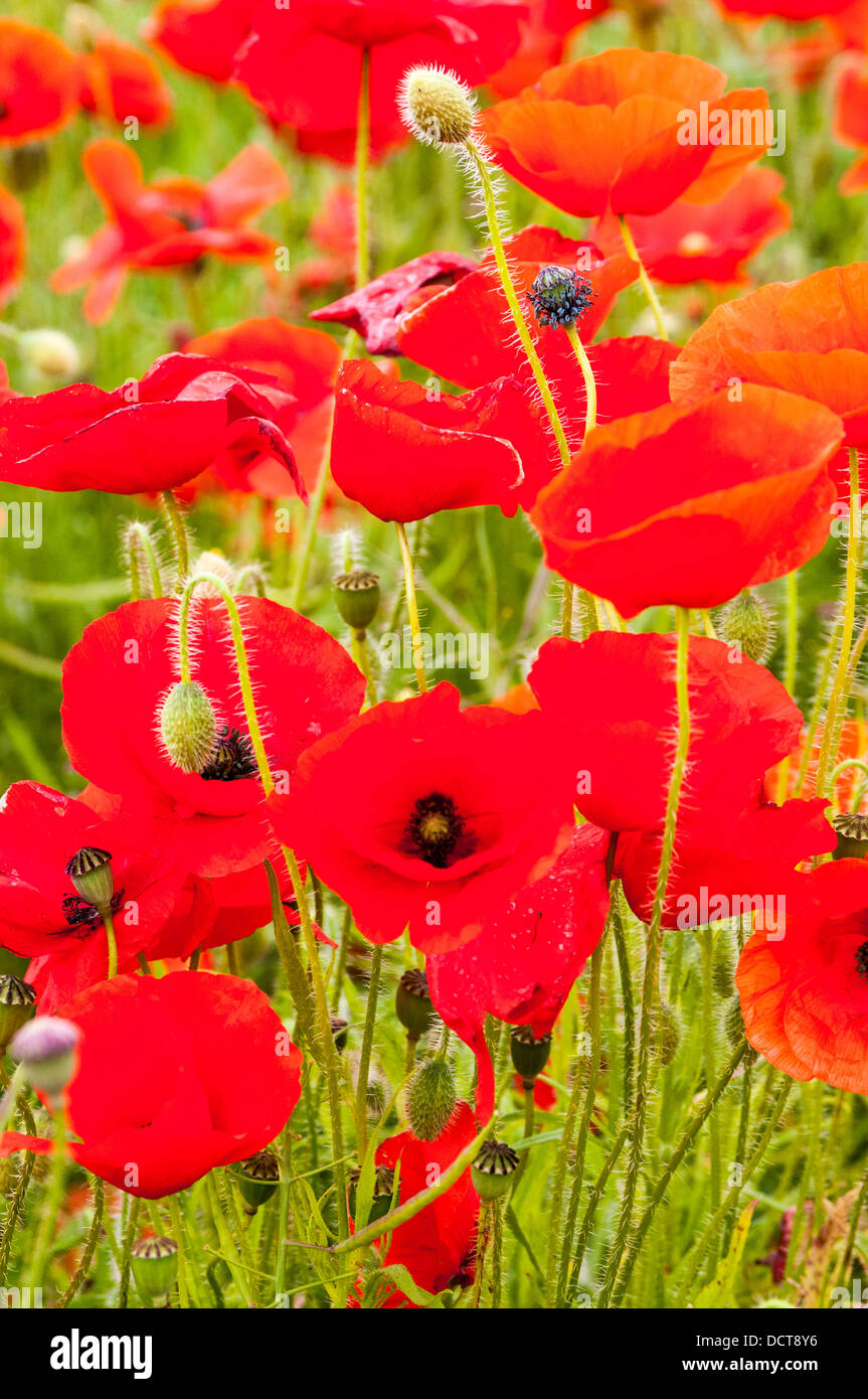 Poppies in a large poppy field in summer Stock Photo