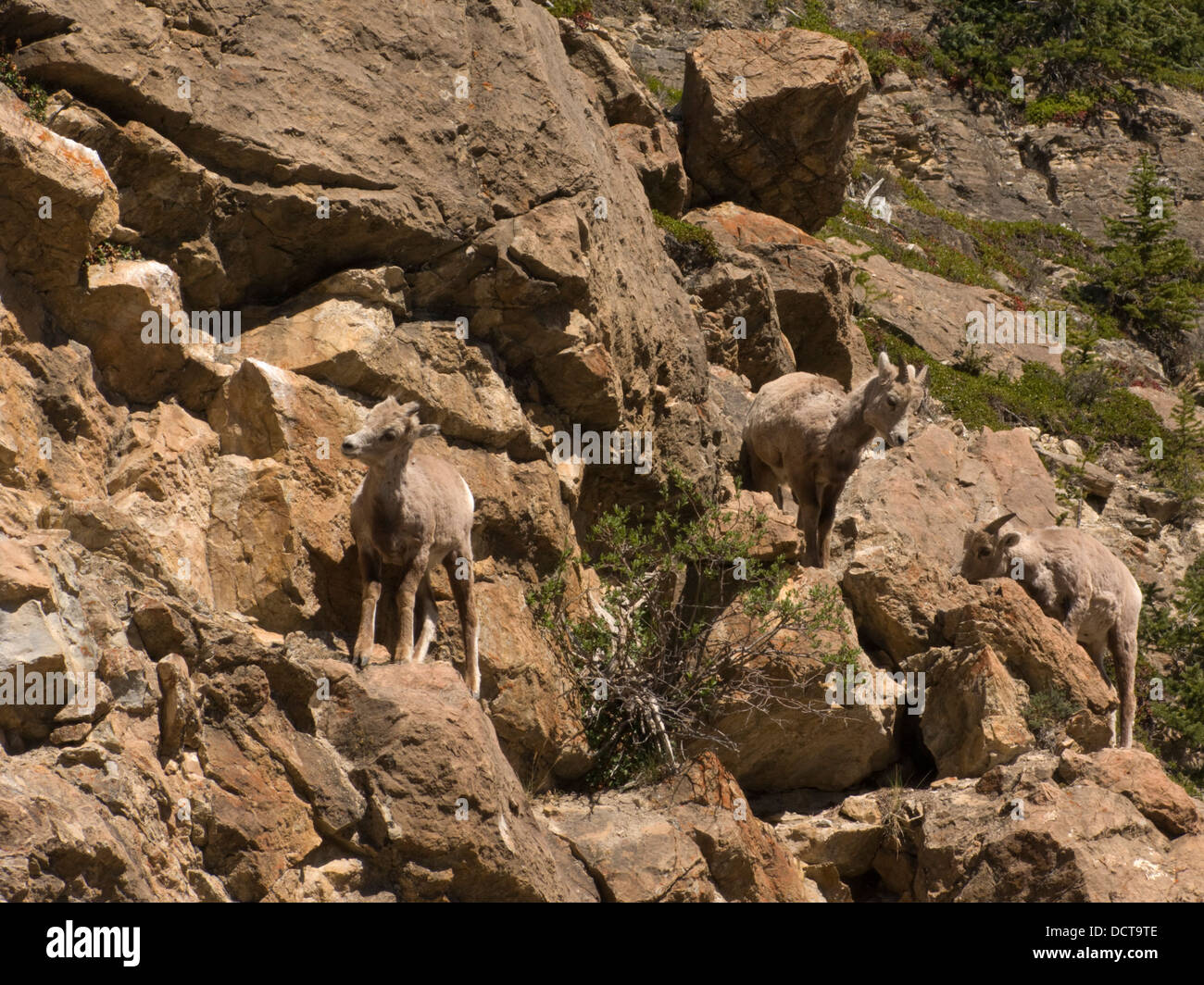 JUVENILE BIG HORN SHEEP ICEFIELDS PARKWAY BANFF JASPER NATIONAL PARK ALBERTA CANADA Stock Photo