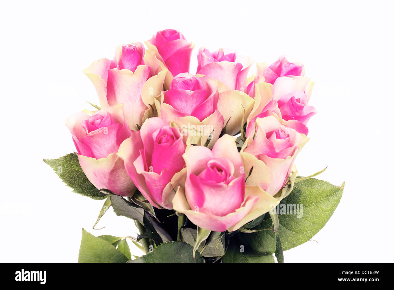 ten pink roses Stock Photo Alamy