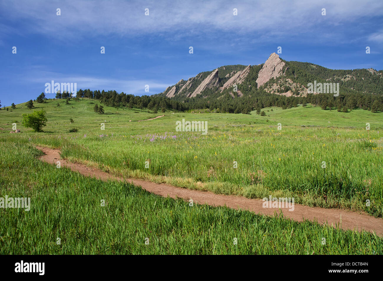 Beautiful Flatirons in Boulder, Colorado with blooming lupines Stock