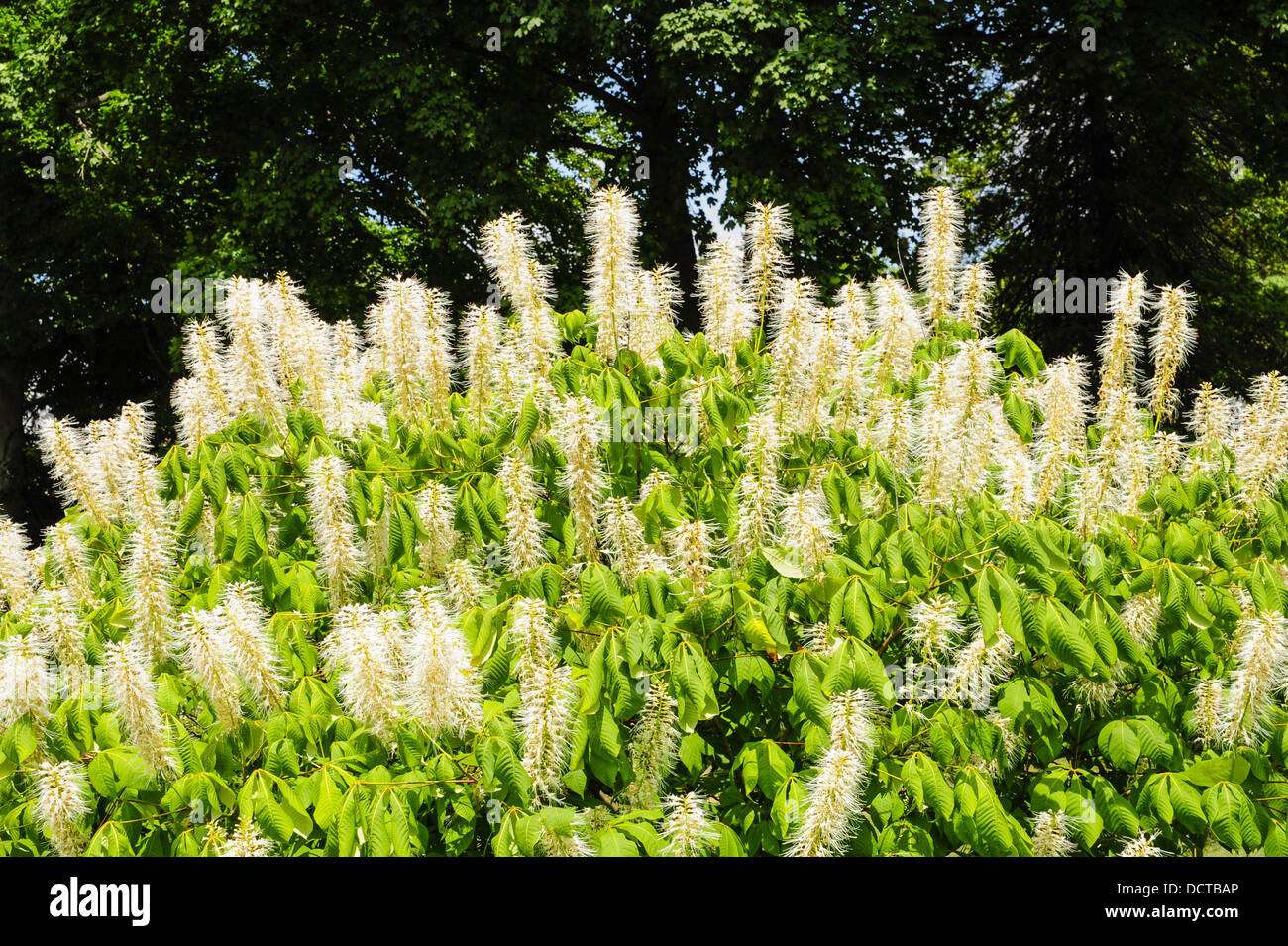 Aesculus parviflora, Slovenia Stock Photo