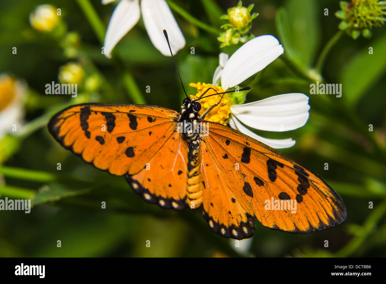 Butterfly feeding on little flower Stock Photo Alamy