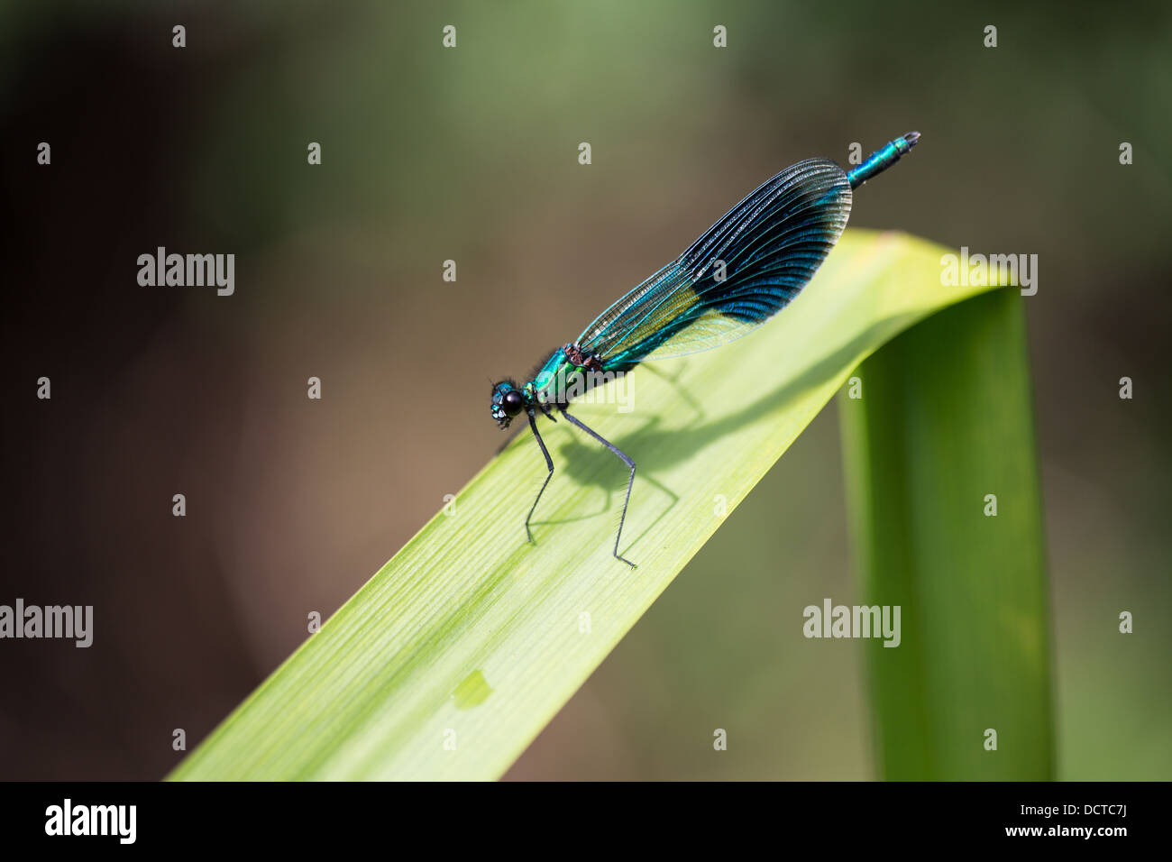 A banded damselfly sitting on a reed Stock Photo - Alamy