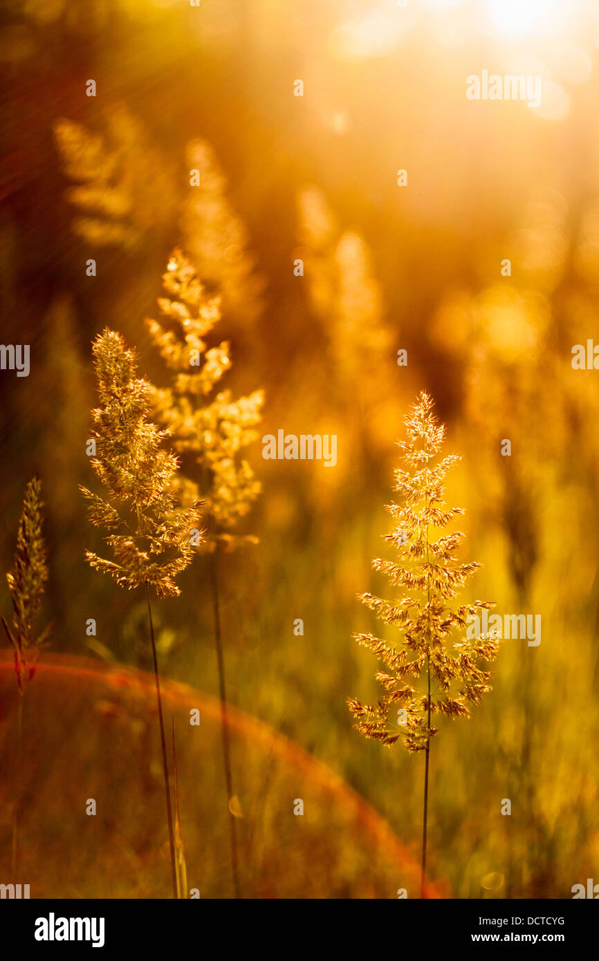 Field Of Grass During Sunset. Sunlight Background Stock Photo