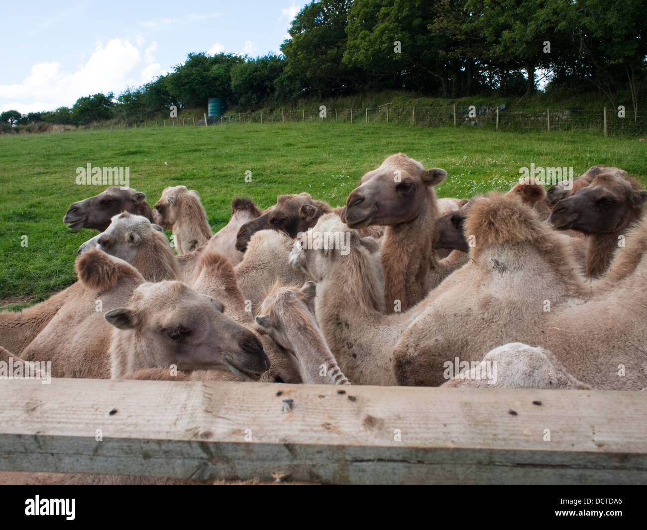 Cornish Camels at Rosuick Organic Farm, Rosuick, St Martin, Helston